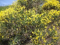 Portella_Calanna - Ginestra_Genista_aetnensis_20100527 011.jpg